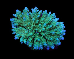 Acropora Efflorescens Ml