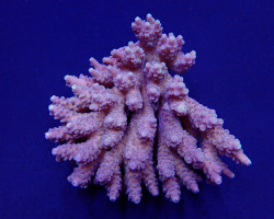 Acropora Spp. (Coral Sea) (Common) L