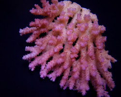 Acropora Spp. (Coral Sea) (Ultra) Ml