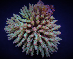 Acropora Subulata M