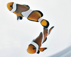 Amphiprion Percula - Allevato Europa S