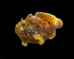 Antennarius Spp. (Cream) Ml