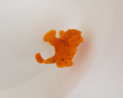 Antennarius Spp. (Orange) S