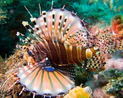 Dendrochirus Zebra Ml