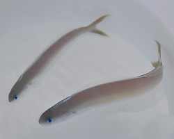 Hoplolatilus Cuniculus M