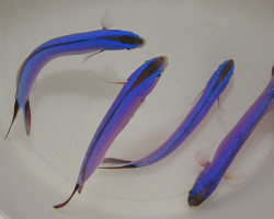 Hoplolatilus Purpureus M
