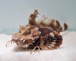 Inimicus Didactylus Ml