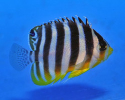 Paracentropyge Multifasciata - Allevato Europa S