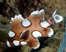 Plectorhinchus Chaetodonoides S