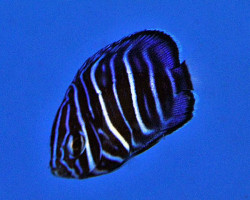 Pomacanthus Annularis - Allevato Europa S