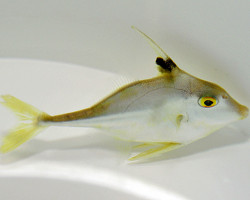 Tripodichthys Blochii S