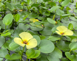 Hydrocleys Nymphoides
