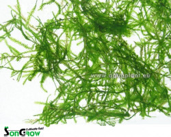 Mini Java Moss (Taxiphyllum Sp.) - Cup 110 Ml