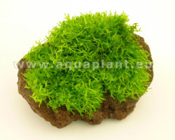 Riccia Stone S