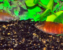 Badis Singenensis M