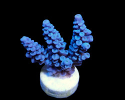 Acropora Bifaria (Blue) (Frag) M