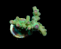 Acropora Granulosa (Frag) M