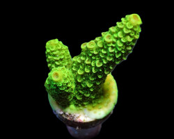 Acropora Papillare (Frag) M