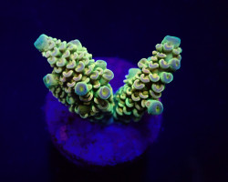 Acropora Tenuis (Rainbow) (Frag) M