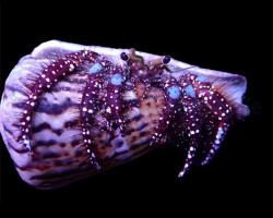 Dardanus Guttatus M
