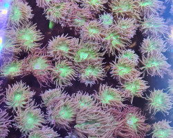 Duncanopsammia Axifuga (4 Polyps Not Fragable)