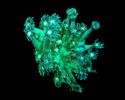 Goniopora Spp. (Green-Yellow Center) (Frag) M