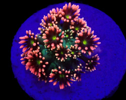 Goniopora Spp. (Mickey Mouse) (Frag) M