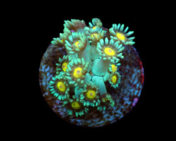 Goniopora Spp. (Orange Center) (Frag) M