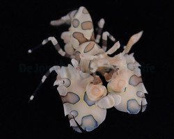 Hymenocera Picta - Allevato Europa M