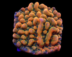 Montipora Danae (Jf Brain Freeze) (Frag) M