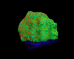 Montipora Spp. (Fruity Pebbles) (Frag) M