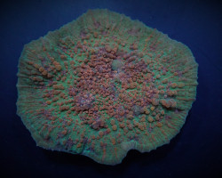 Oxypora Spp. Xs