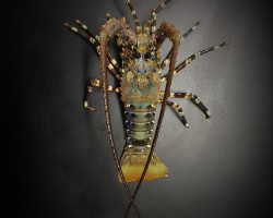 Panulirus Ornatus S