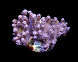 Paralemnalia Spp. (Frag) M