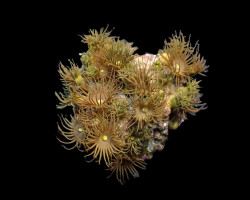 Parazoanthus Gracilis (Yellow) (Frag) M