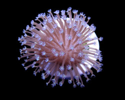 Sarcophyton Ehrenbergi (Weeping Willow) (Frag) M