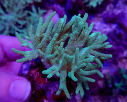 Sinularia Spp. (Grade A) (Frag) M