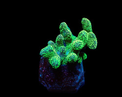 Stylophora Pistillata (Green Polyp) (Frag) M