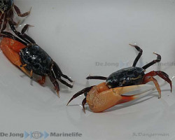 Uca Tetragonon M