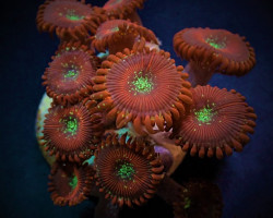 Zoanthus Spp. (Magician) (Frag) M