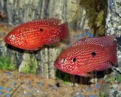 Hemichromis Lifalili 5-6