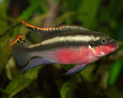 Pelvicachromis Pulcher Super Red 3,5-4