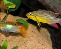 Pelvicachromis Taeniatus Klugei 4-5Cm