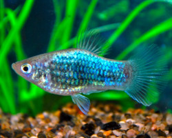 Platy Neon Blue Tuxedo M