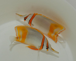 Chelmon Marginalis Ml