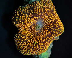 Discosoma Spp. (Interstellar) (1 Ear) M