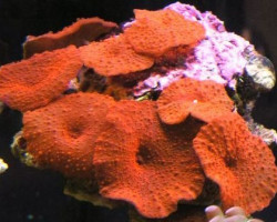 Discosoma Spp. (Red) (Grade A) M