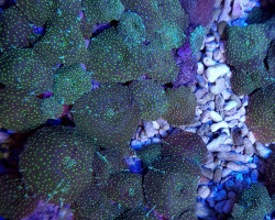Discosoma Spp. (Spotted) M