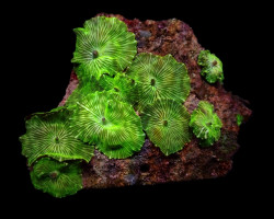 Discosoma Spp. (Striped) M