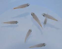 Ostorhinchus Cyanosoma M